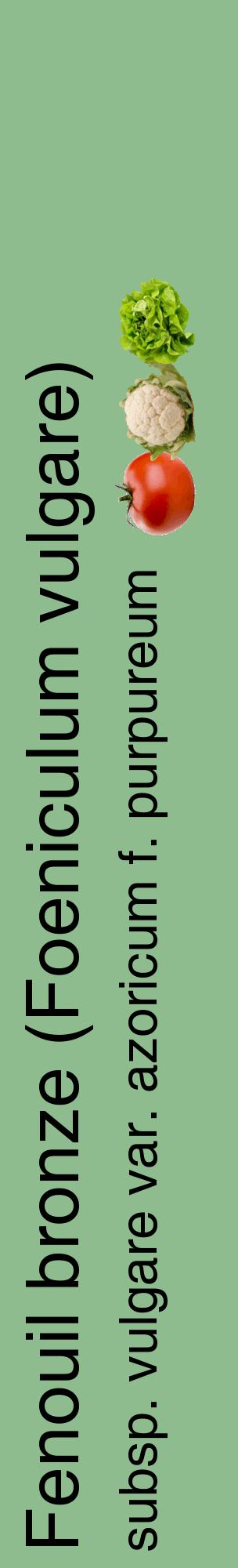 Étiquette de : Foeniculum vulgare subsp. vulgare var. azoricum f. purpureum - format c - style noire13_basiquehel avec comestibilité simplifiée