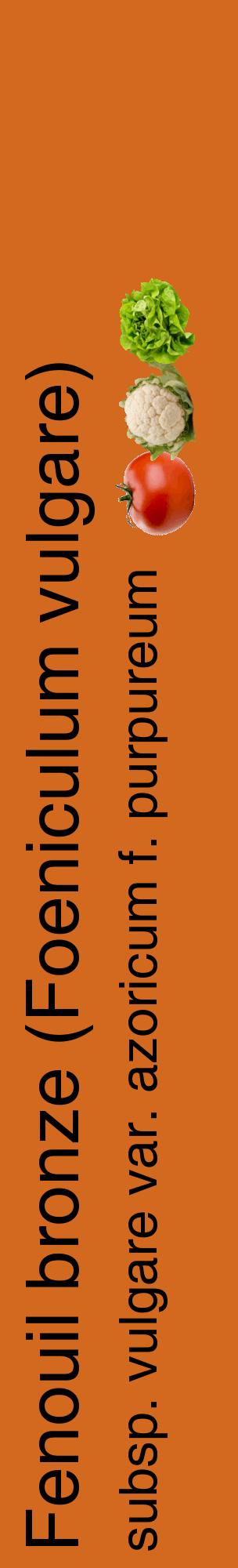 Étiquette de : Foeniculum vulgare subsp. vulgare var. azoricum f. purpureum - format c - style noire31_basiquehel avec comestibilité simplifiée