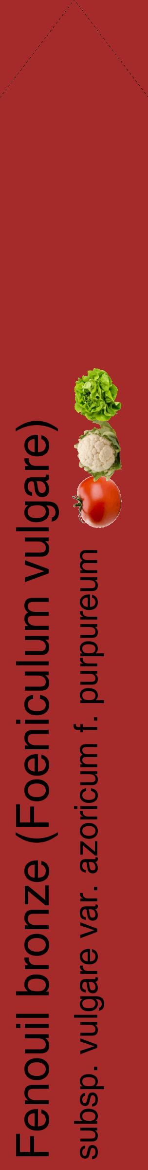 Étiquette de : Foeniculum vulgare subsp. vulgare var. azoricum f. purpureum - format c - style noire33_simplehel avec comestibilité simplifiée