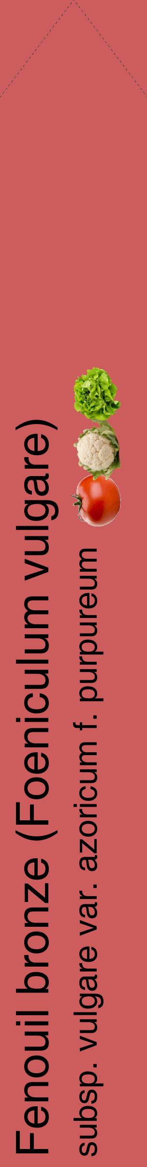 Étiquette de : Foeniculum vulgare subsp. vulgare var. azoricum f. purpureum - format c - style noire35_simplehel avec comestibilité simplifiée