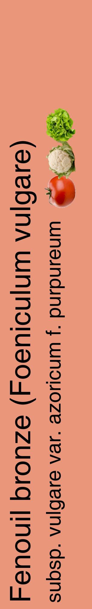 Étiquette de : Foeniculum vulgare subsp. vulgare var. azoricum f. purpureum - format c - style noire37_basiquehel avec comestibilité simplifiée