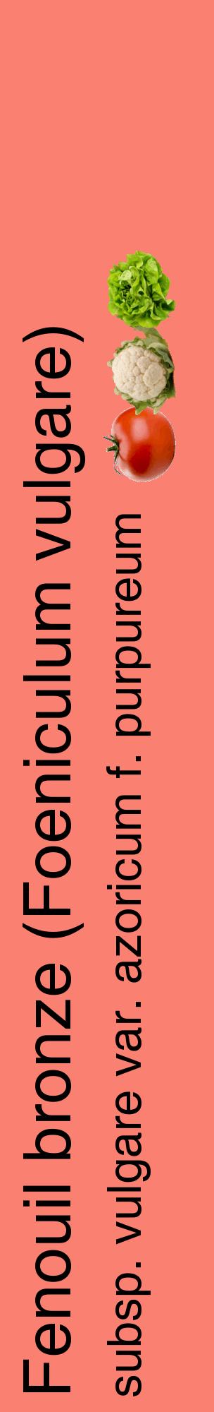 Étiquette de : Foeniculum vulgare subsp. vulgare var. azoricum f. purpureum - format c - style noire38_basiquehel avec comestibilité simplifiée