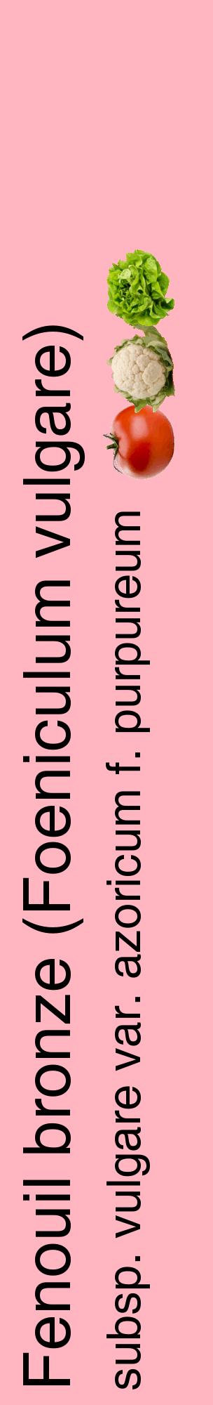 Étiquette de : Foeniculum vulgare subsp. vulgare var. azoricum f. purpureum - format c - style noire41_basiquehel avec comestibilité simplifiée