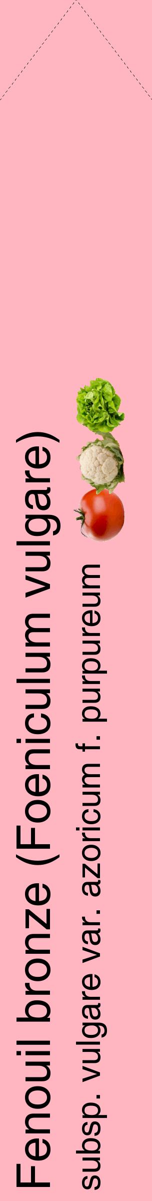 Étiquette de : Foeniculum vulgare subsp. vulgare var. azoricum f. purpureum - format c - style noire41_simplehel avec comestibilité simplifiée