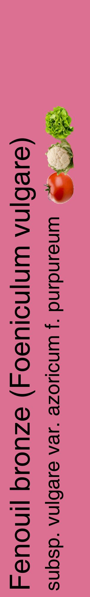 Étiquette de : Foeniculum vulgare subsp. vulgare var. azoricum f. purpureum - format c - style noire44_basiquehel avec comestibilité simplifiée