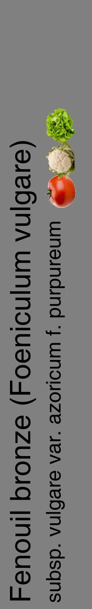 Étiquette de : Foeniculum vulgare subsp. vulgare var. azoricum f. purpureum - format c - style noire57_basiquehel avec comestibilité simplifiée