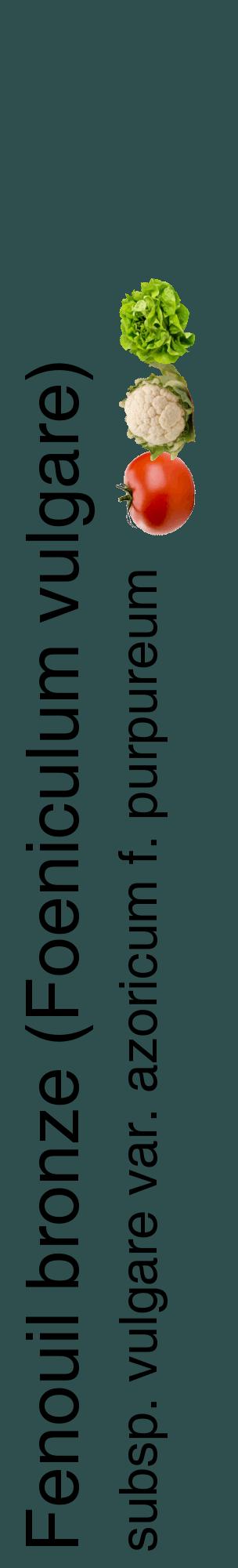 Étiquette de : Foeniculum vulgare subsp. vulgare var. azoricum f. purpureum - format c - style noire58_basiquehel avec comestibilité simplifiée