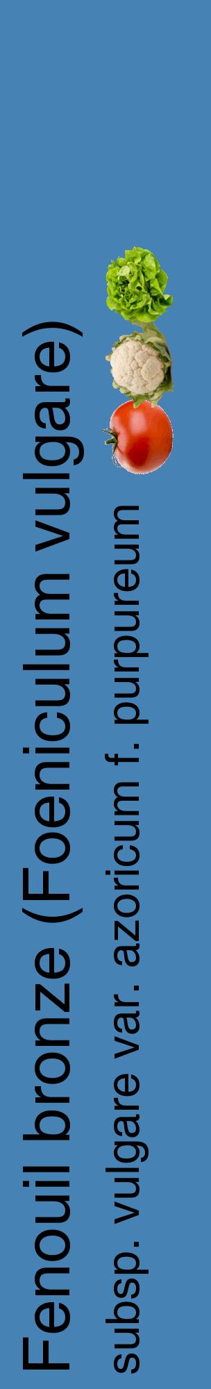 Étiquette de : Foeniculum vulgare subsp. vulgare var. azoricum f. purpureum - format c - style noire5_basiquehel avec comestibilité simplifiée