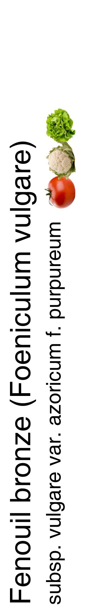 Étiquette de : Foeniculum vulgare subsp. vulgare var. azoricum f. purpureum - format c - style noire60_basiquehel avec comestibilité simplifiée