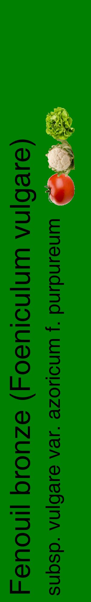 Étiquette de : Foeniculum vulgare subsp. vulgare var. azoricum f. purpureum - format c - style noire9_basiquehel avec comestibilité simplifiée