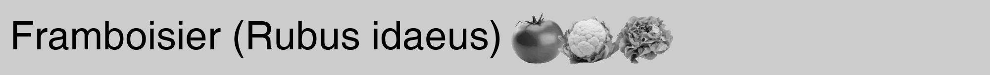 Étiquette de : Rubus idaeus - format a - style noire0hel avec comestibilité simplifiée
