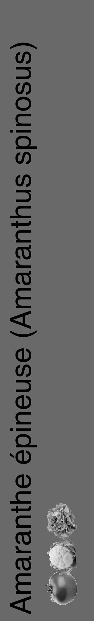 Étiquette de : Amaranthus spinosus - format c - style noire51_basique_basiquehel avec comestibilité simplifiée - position verticale