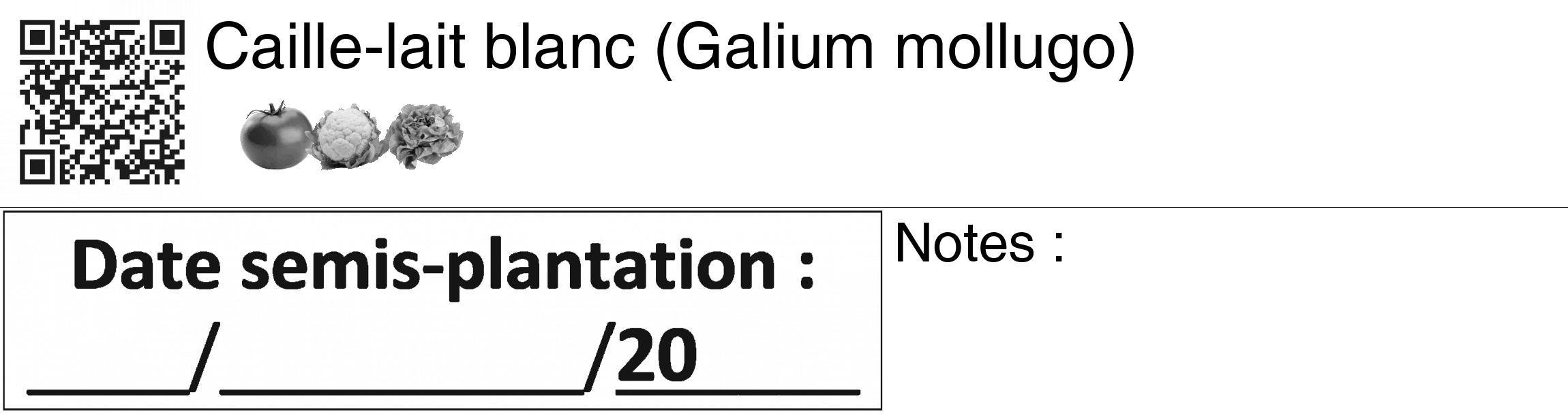 Étiquette de : Galium mollugo - format c - style noire60_basiquegrrvhel avec qrcode et comestibilité simplifiée