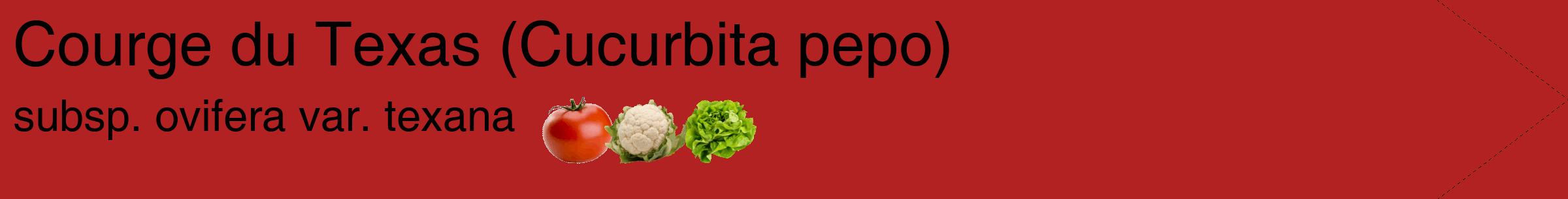 Étiquette de : Cucurbita pepo subsp. ovifera var. texana - format c - style noire28simple_simple_simplehel avec comestibilité simplifiée