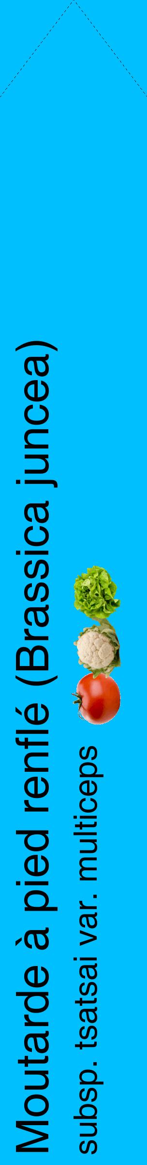 Étiquette de : Brassica juncea subsp. tsatsai var. multiceps - format c - style noire2_simplehel avec comestibilité simplifiée