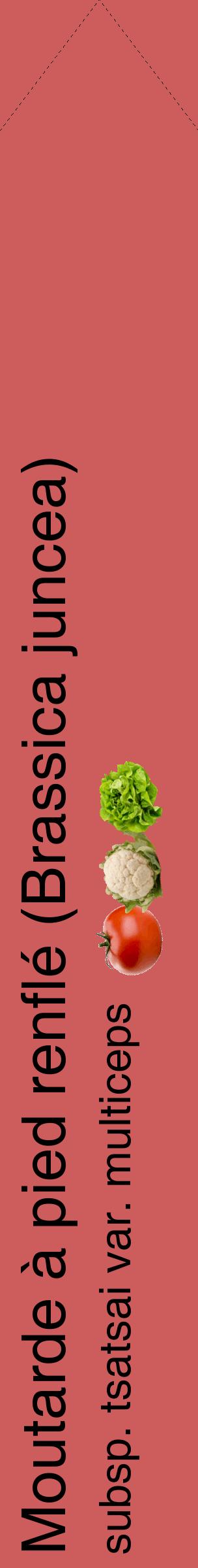 Étiquette de : Brassica juncea subsp. tsatsai var. multiceps - format c - style noire35_simplehel avec comestibilité simplifiée