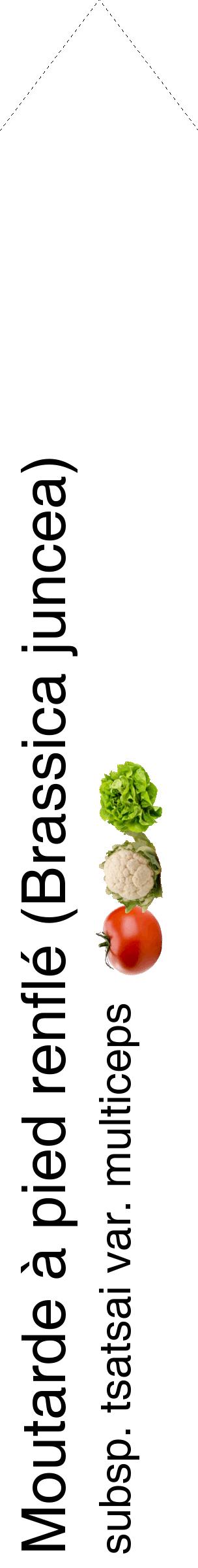 Étiquette de : Brassica juncea subsp. tsatsai var. multiceps - format c - style noire60_simplehel avec comestibilité simplifiée