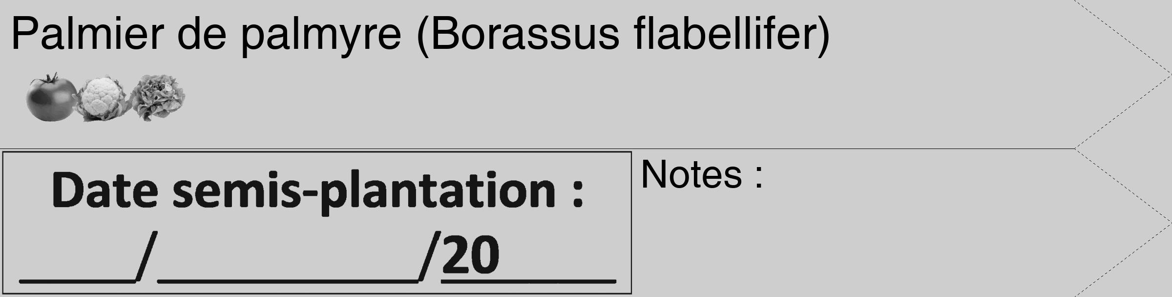 Étiquette de : Borassus flabellifer - format c - style noire17_simple_simplehel avec comestibilité simplifiée
