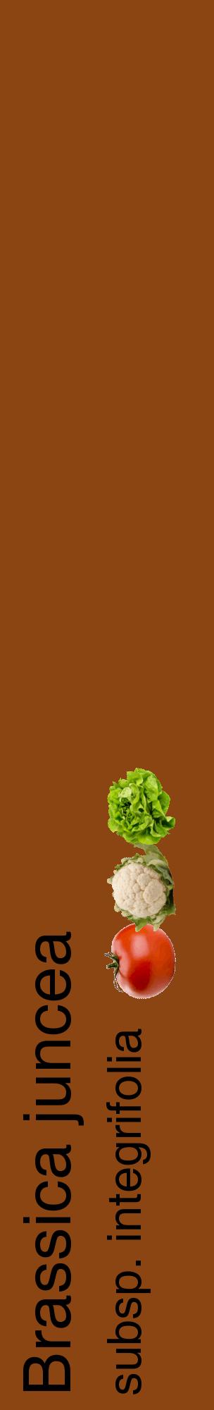 Étiquette de : Brassica juncea subsp. integrifolia - format c - style noire30_basiquehel avec comestibilité simplifiée