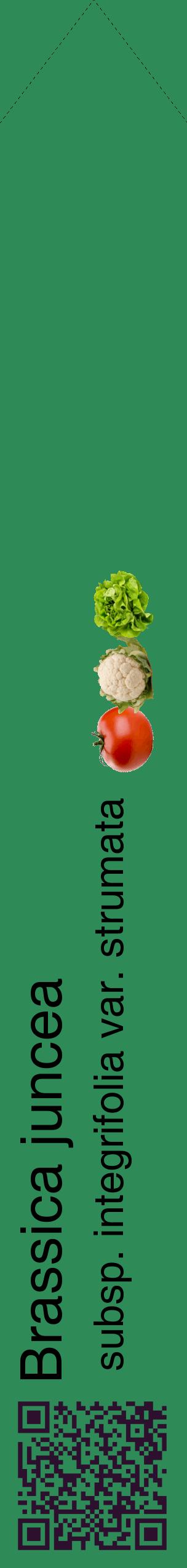 Étiquette de : Brassica juncea subsp. integrifolia var. strumata - format c - style noire11_simplehel avec qrcode et comestibilité simplifiée