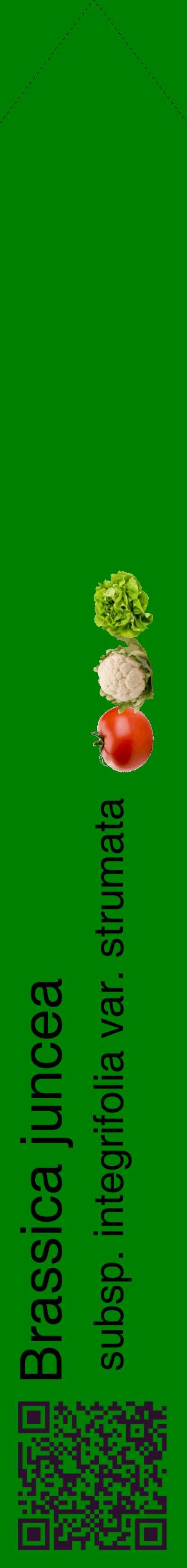 Étiquette de : Brassica juncea subsp. integrifolia var. strumata - format c - style noire9_simplehel avec qrcode et comestibilité simplifiée