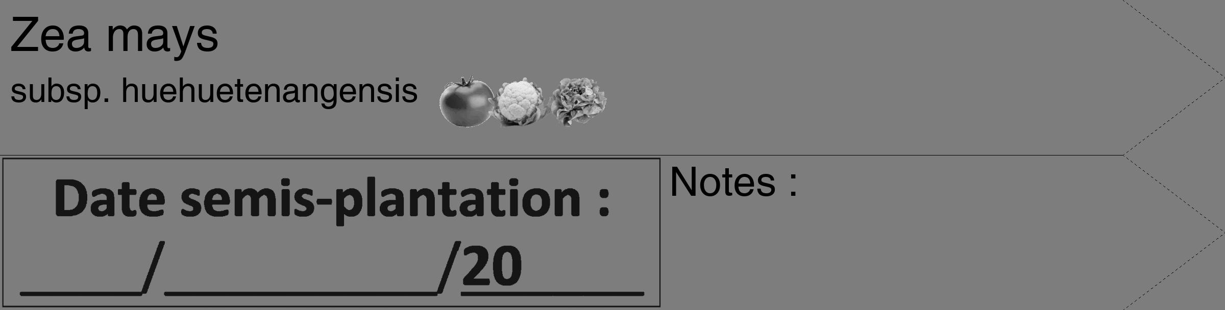 Étiquette de : Zea mays subsp. huehuetenangensis - format c - style noire35_simple_simplehel avec comestibilité simplifiée