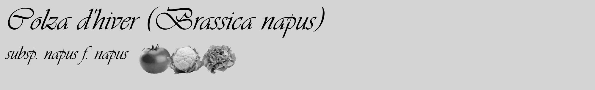 Étiquette de : Brassica napus subsp. napus f. napus - format c - style noire40_basique_basiqueviv avec comestibilité simplifiée