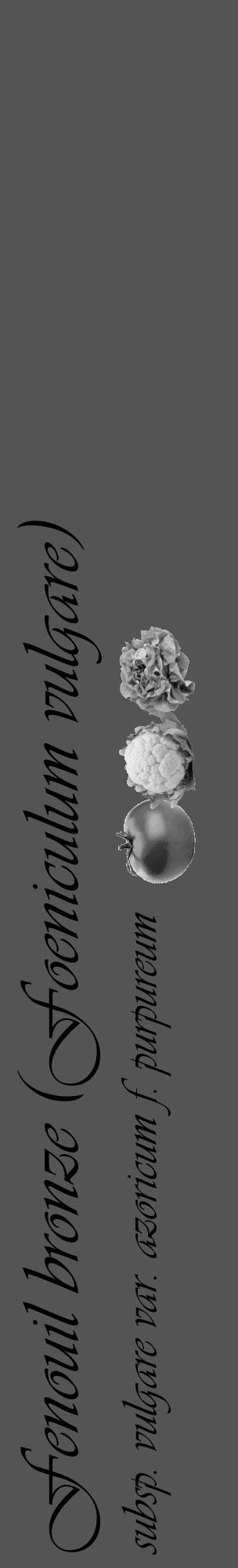 Étiquette de : Foeniculum vulgare subsp. vulgare var. azoricum f. purpureum - format c - style noire30_basique_basiqueviv avec comestibilité simplifiée - position verticale