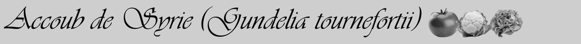 Étiquette de : Gundelia tournefortii - format a - style noire17viv avec comestibilité simplifiée