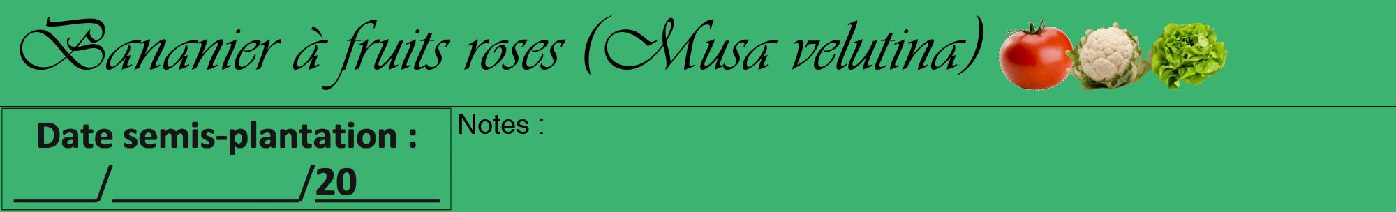 Étiquette de : Musa velutina - format a - style noire12viv avec comestibilité simplifiée