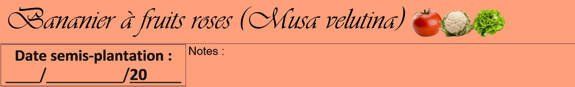 Étiquette de : Musa velutina - format a - style noire39viv avec comestibilité simplifiée