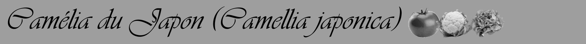 Étiquette de : Camellia japonica - format a - style noire42basiqueviv avec comestibilité simplifiée