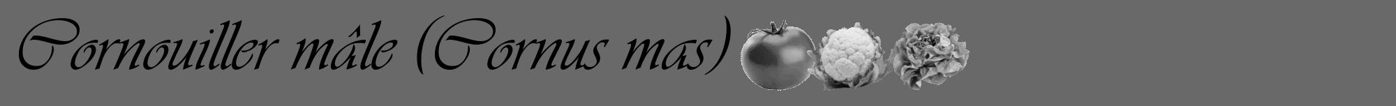 Étiquette de : Cornus mas - format a - style noire11viv avec comestibilité simplifiée