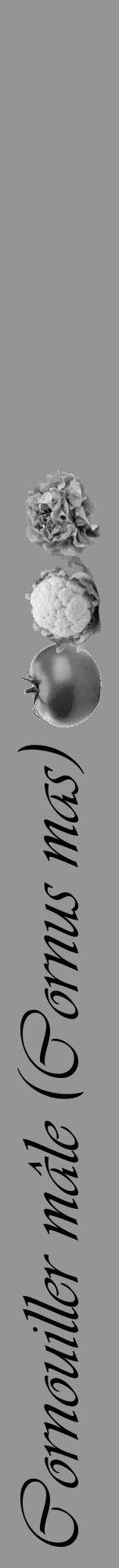 Étiquette de : Cornus mas - format a - style noire16viv avec comestibilité simplifiée - position verticale
