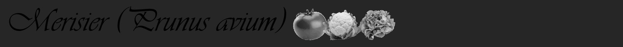 Étiquette de : Prunus avium - format a - style noire29viv avec comestibilité simplifiée