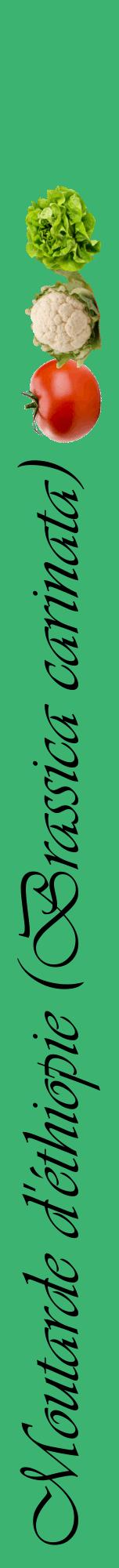 Étiquette de : Brassica carinata - format a - style noire12viv avec comestibilité simplifiée