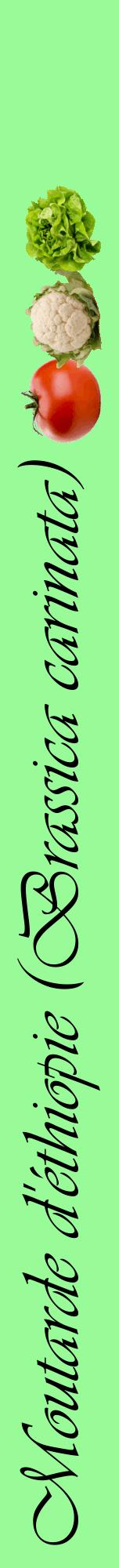 Étiquette de : Brassica carinata - format a - style noire14viv avec comestibilité simplifiée