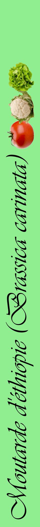 Étiquette de : Brassica carinata - format a - style noire15viv avec comestibilité simplifiée