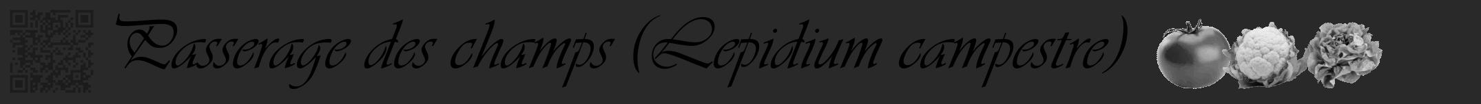 Étiquette de : Lepidium campestre - format a - style noire34viv avec qrcode et comestibilité simplifiée