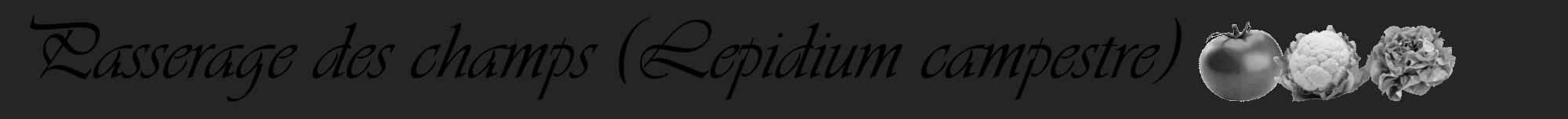 Étiquette de : Lepidium campestre - format a - style noire47viv avec comestibilité simplifiée