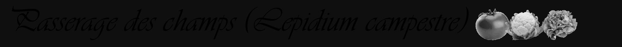 Étiquette de : Lepidium campestre - format a - style noire7viv avec comestibilité simplifiée