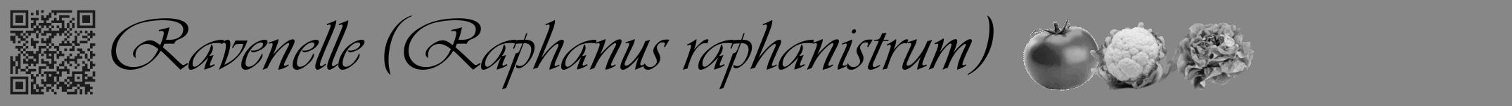 Étiquette de : Raphanus raphanistrum - format a - style noire12simpleviv avec qrcode et comestibilité simplifiée