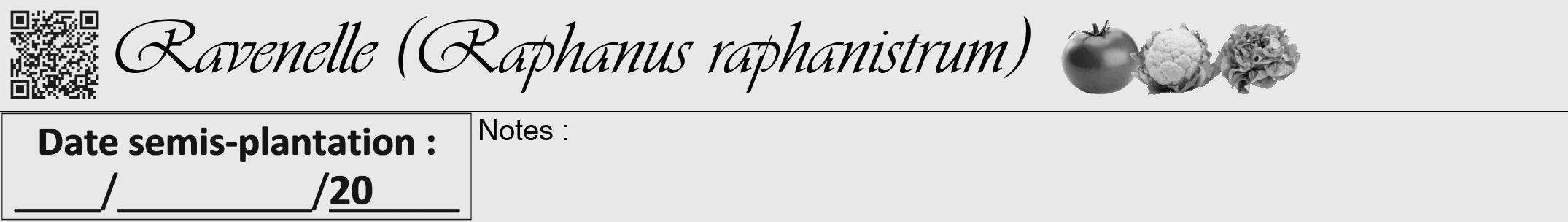 Étiquette de : Raphanus raphanistrum - format a - style noire55viv avec qrcode et comestibilité simplifiée