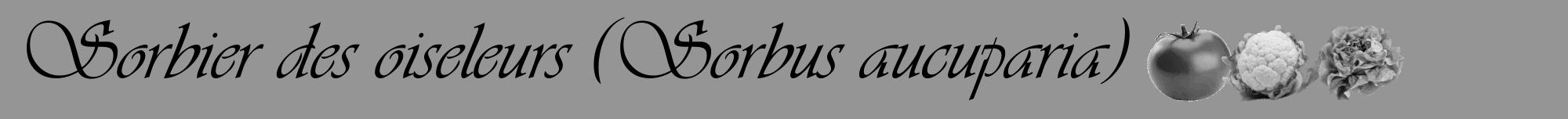 Étiquette de : Sorbus aucuparia - format a - style noire16viv avec comestibilité simplifiée