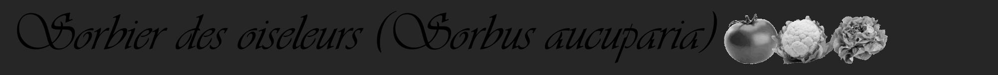 Étiquette de : Sorbus aucuparia - format a - style noire29viv avec comestibilité simplifiée
