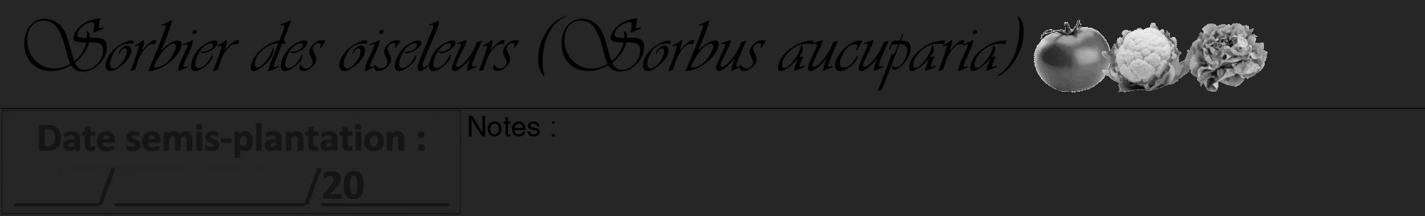 Étiquette de : Sorbus aucuparia - format a - style noire29viv avec comestibilité simplifiée