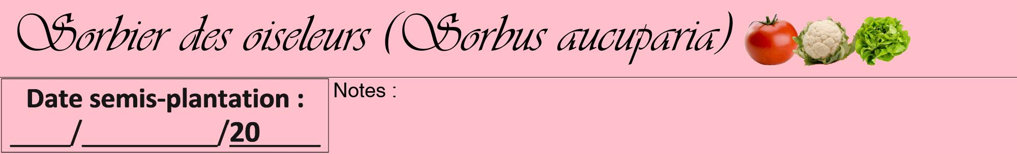 Étiquette de : Sorbus aucuparia - format a - style noire40viv avec comestibilité simplifiée