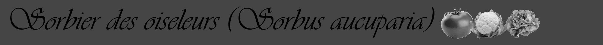 Étiquette de : Sorbus aucuparia - format a - style noire58viv avec comestibilité simplifiée