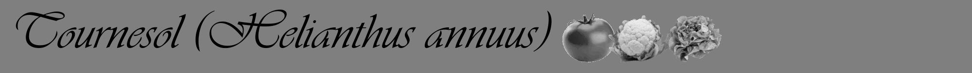 Étiquette de : Helianthus annuus - format a - style noire31viv avec comestibilité simplifiée