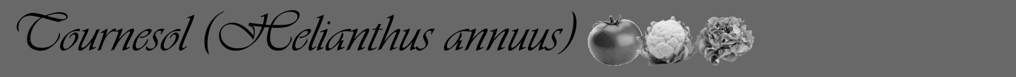Étiquette de : Helianthus annuus - format a - style noire6viv avec comestibilité simplifiée